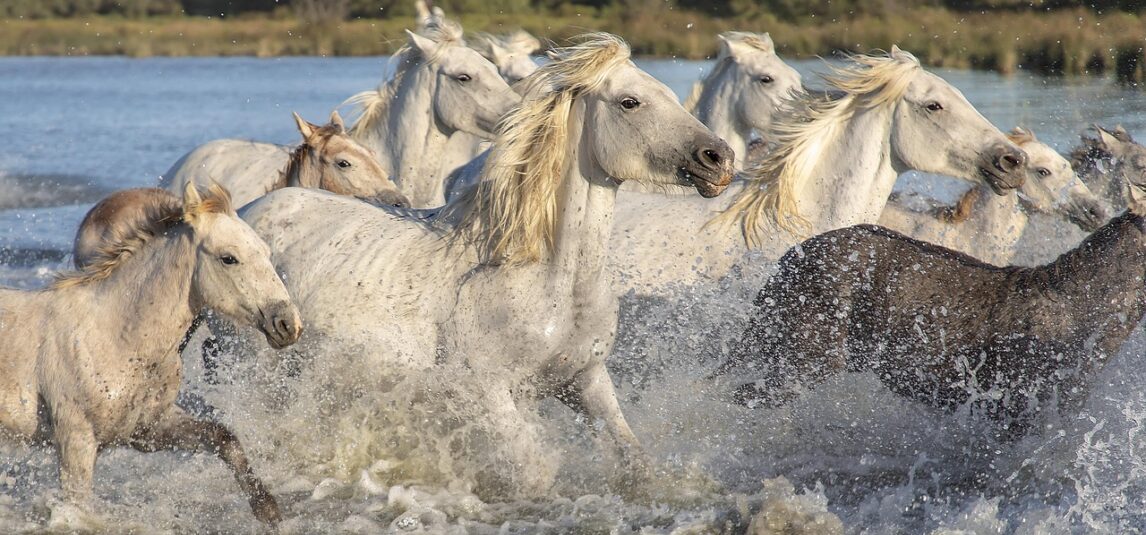 animals, camargue, horses