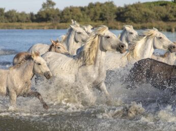 animals, camargue, horses