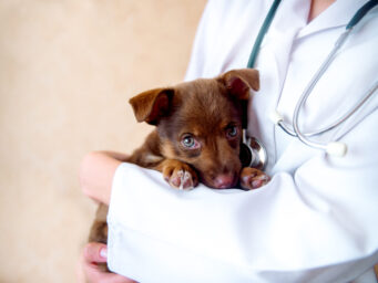 vet examines a puppy in the hospital.