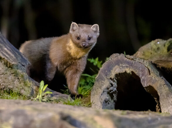 {{brizy_dc_image_alt entityId=